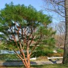 Japanese Red Pine, Pinus densiflora, Tree Seeds (Bonsai, Hardy Evergreen)