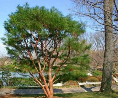 Japanese Red Pine, Pinus densiflora, Tree Seeds (Bonsai, Hardy Evergreen)