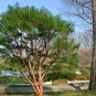 Japanese Red Pine, Pinus densiflora, Tree Seeds (Bonsai, Hardy Evergreen)