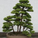 Japanese Red Cedar, Cryptomeria japonica, Tree Seeds (Fast, Evergreen, Bonsai)