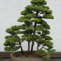 Japanese Red Cedar, Cryptomeria japonica, Tree Seeds (Fast, Evergreen, Bonsai)