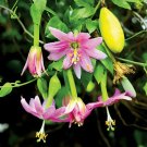 Banana Passion Fruit, Passiflora mollisima, Vine Seeds (Fast Edible, Evergreen)