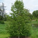 Japanese White Birch, Betula platyphylla japonica Whitespire, Tree Seeds (Fast)