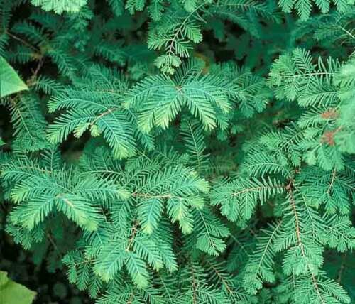 Dawn Redwood Metasequoia Glyptostroboides Tree Seeds Fast Fall Color