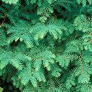 Dawn Redwood, Metasequoia glyptostroboides, Tree Seeds (Fast, Fall Color)