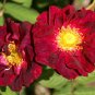 Red Rugosa Rose, Rosa rugosa rubra, Shrub Seeds (Fast, Hardy, Fragrant, Edible)