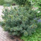 Japanese Stone Pine, Pinus pumila, Tree Seeds (Hardy Evergreen, Bonsai)