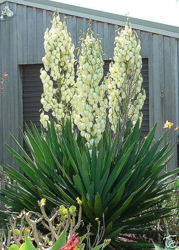 Adams Needle, Yucca filamentosa, Shrub Seeds (Showy Hardy Evergreen)