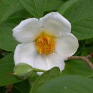 Japanese Stewartia pseudocamellia, Tree Seeds (Showy, Fall Color)