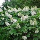 Oakleaf Hydrangea, Hydrangea Quercifolia, Seeds (Fast, Showy, Fall Color)