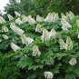 Oakleaf Hydrangea, Hydrangea Quercifolia, Seeds (Fast, Showy, Fall Color)