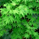Japanese Maple, Acer palmatum, Tree Seeds (Fall Colors, Fast, Hardy, Bonsai)