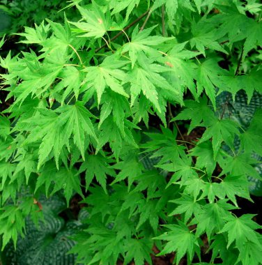 Japanese Maple, Acer palmatum, Tree Seeds (Fall Colors, Fast, Hardy, Bonsai)