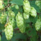 Hops, Humulus lupulus, Perennial Vine Seeds (Fast, Hardy, Edible)