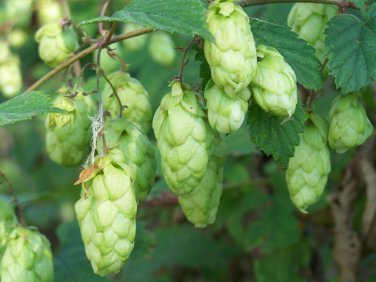 Hops, Humulus lupulus, Perennial Vine Seeds (Fast, Hardy, Edible)