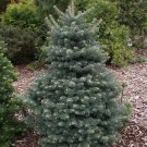Blue Balsam Fir, Abies balsamea Cooks Blue, Tree Seeds (Fragrant Evergreen)