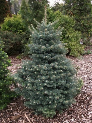Blue Balsam Fir, Abies balsamea Cooks Blue, Tree Seeds (Fragrant Evergreen)