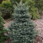 Blue Balsam Fir, Abies balsamea Cooks Blue, Tree Seeds (Fragrant Evergreen)