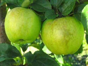 Antonovka Apple, Malus Domestica &acirc;��Antonovka&acirc;��, Tree Seeds (Fast, Edible, Hardy)