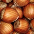 European Hazelnut, (Filbert), Corylus avellana, Tree Seeds (Fast, Showy, Edible)