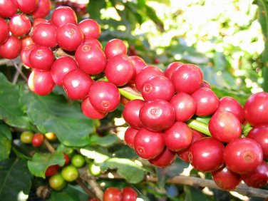 Arabian Coffee Shrub, Coffea arabica, Seeds (Showy, Edible, Evergreen, Fragrant)