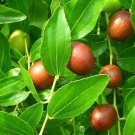 Chinese Date, Ziziphus jujube, Tree Seeds (Showy, Edible, Hardy, Fast)