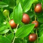 Chinese Date, Ziziphus jujube, Tree Seeds (Showy, Edible, Hardy, Fast)