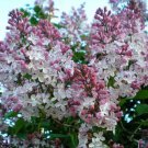 Royal Empress, Paulownia tomentosa, Tree Seeds (Fast, Showy, Fragrant)