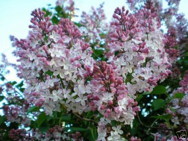 Royal Empress, Paulownia tomentosa, Tree Seeds (Fast, Showy, Fragrant)