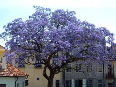 Royal Empress, Paulownia tomentosa, Tree Seeds (Fast, Showy, Fragrant)
