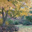 Manchurian Striped Maple, (Snake Bark), Acer tegmentosum, Tree Seeds (Fast)