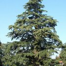 Deodar Cedar, (Himalayan Cedar), Cedrus deodara, Tree Seeds (Fragrant Evergreen