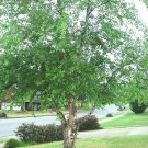 River Birch, (Black Birch), Betula nigra, Tree Seeds (Fast, Hardy, Fall Color)