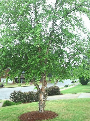 River Birch, (Black Birch), Betula nigra, Tree Seeds (Fast, Hardy, Fall Color)