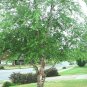 River Birch, (Black Birch), Betula nigra, Tree Seeds (Fast, Hardy, Fall Color)