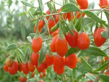Goji Berry, Lycium chinense, Shrub Seeds (Fast, Edible, Hardy)