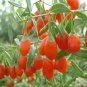 Goji Berry, Lycium chinense, Shrub Seeds (Fast, Edible, Hardy)