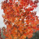 American Sweetgum, Liquidambar styraciflua, Tree Seeds (Fall Color, Hardy, Fast)