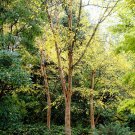 Chinese Red Birch, Betula albo sinensis, Tree Seeds (Fast, Fall Color, Hardy)