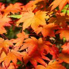 Full Moon Maple, Acer japonicum, Tree Seeds (Fall Color, Bonsai, Hardy, Easy)