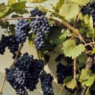 Riverbank Grape, Vitis riparia, Vine Seeds (Edible, Hardy, Fall Color, Showy)