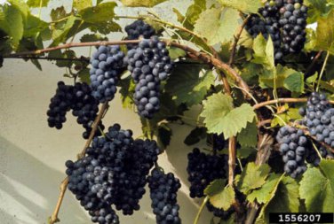 Riverbank Grape, Vitis riparia, Vine Seeds (Edible, Hardy, Fall Color, Showy)