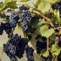 Riverbank Grape, Vitis riparia, Vine Seeds (Edible, Hardy, Fall Color, Showy)