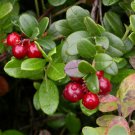 American Cranberry, Vaccinium macrocarpon, Seeds (Edible, Hardy, Fall Color)