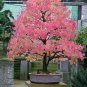 Japanese Katsura, Cercidiphyllum japonicum, Tree Seeds (Fall Color, Bonsai)