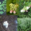 Snowberry Shrub, Symphoricarpos albus, Seeds (Fast, Hardy, Ornamental Fruit)