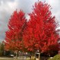 Red Maple, Acer rubrum, Northern Source, Tree Seeds (Fast, Hardy, Fall Color)
