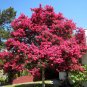 Crape Myrtle, Lagerstroemia indica, Tree Seeds (Fast, Showy, Fall Color)