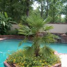 Windmill Palm, Trachycarpus fortunei, Tree Seeds (Hardy Evergreen)