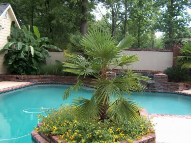 Windmill Palm, Trachycarpus fortunei, Tree Seeds (Hardy Evergreen)